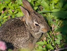 Image result for Baby Bunny Food