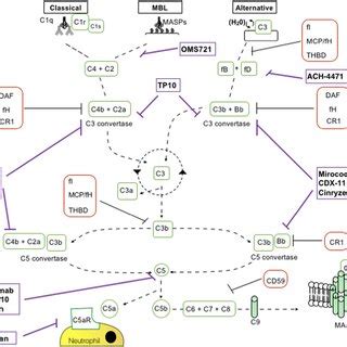 Image result for Complement Activation