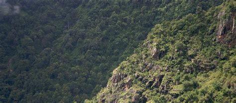 Why South India needs the Shola forests of the Nilgiris