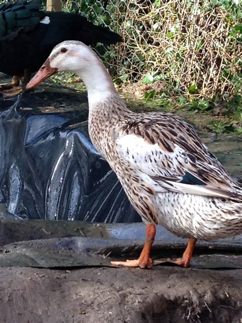 Indian Runners | Ducks | Breed Information | Omlet
