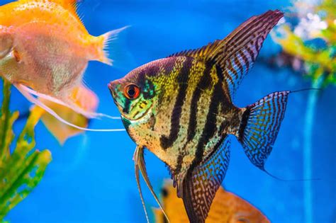 Types Of Angelfish