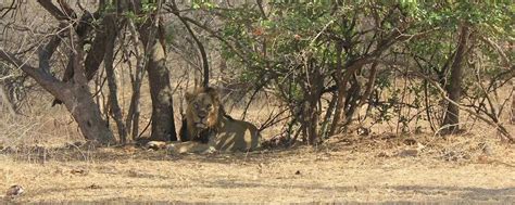 Top Things You Must Do in Gir National Park India