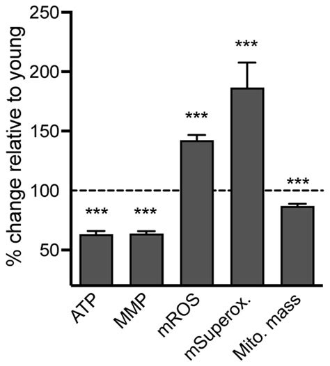 Human iPSCs from Aged Donors Retain Their Mitochondrial Aging Signature