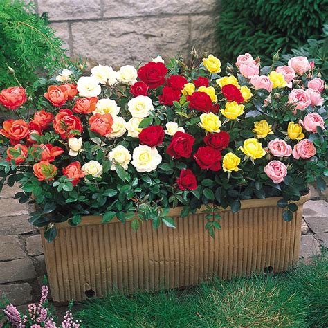 Minature Rose Garden Planter 1,600+ Miniature Rose In A Flower Pot