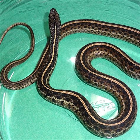 Florida Garter Snakes adult female