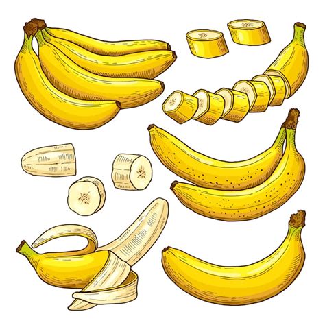 Vektorsatz farbige Bananen. Tropische symbole Handzeichnung ...