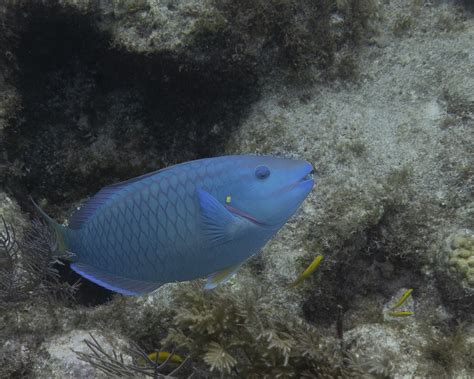 Blue Parrot Fish. St. Maarten, Netherlands Antille... - Canon Community