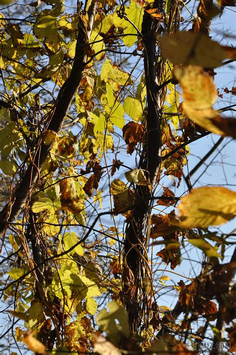 秋季树叶叶子图片-包图网