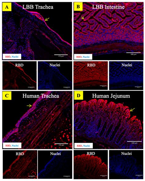 Little Brown Bats (Myotis lucifugus) Support the Binding of SARS-CoV-2 ...