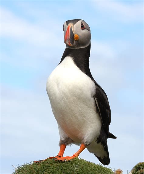 Puffin picture plea: Snaps needed to help save endangered seabirds | UK ...