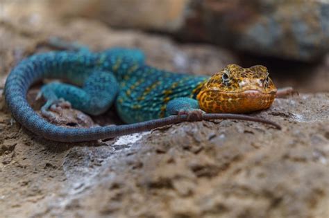 Rezultat imagine pentru Collared Lizard