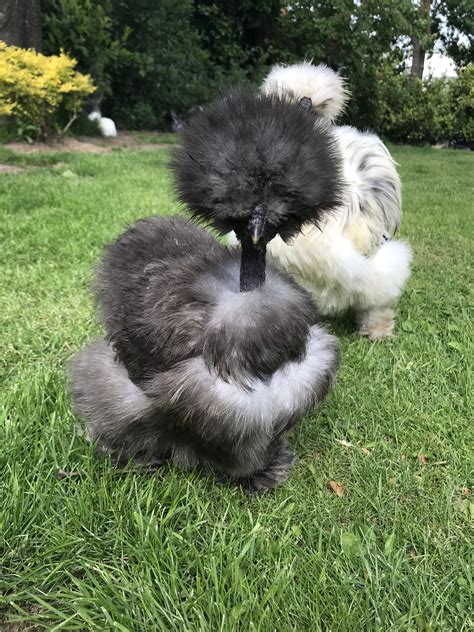 The silkie chicken breed – Artofit