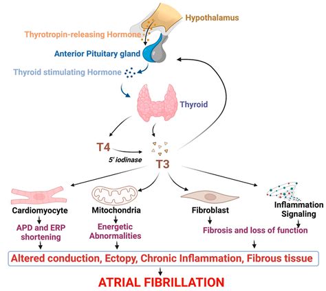 Mechanism Of Thyroid Eye Disease at Jake Spragg blog