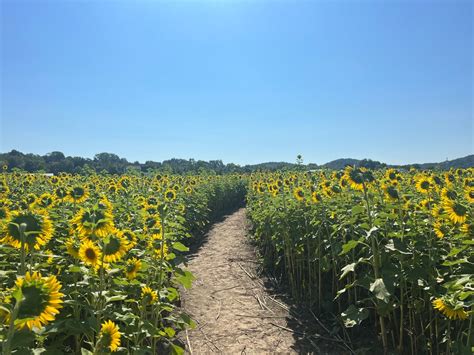 Brookdale Farms Sunflower Maze, 8004 Twin River Rd, Eureka, MO, United ...