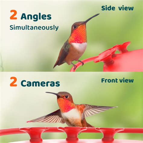 Hummingbird Feeder Cameras - Birdfy Hummingbird Feeders