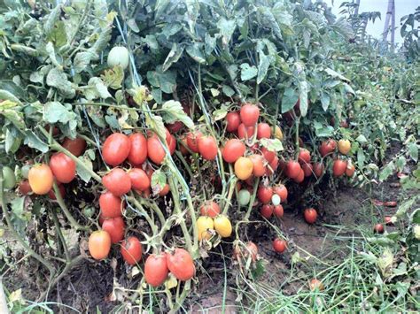 Champ 33 F1 Hybrid Tomato (BASF | Nunhems) | Farmers Stop