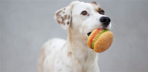 Can Dogs Eat Burgers