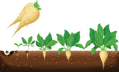 How To Grow Sugar Beets Fs22 at Inez Bennett blog