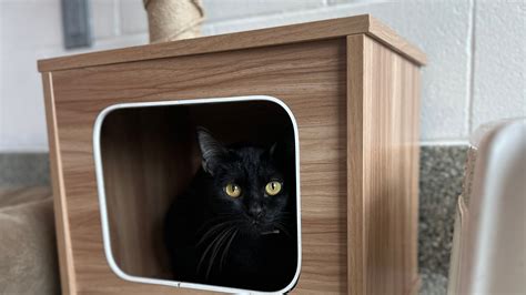 The MSPCA is holding a black cat adoption event for Halloween