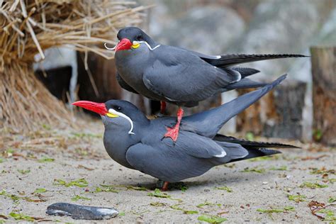 Inca Civilization 的图像结果