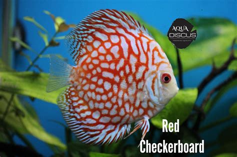 Rezultat imagine pentru Discus Tank Setup