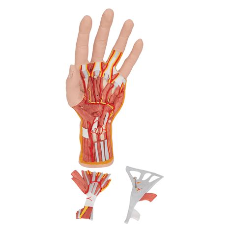 Life-Size Hand Model with Muscles, Tendons, Ligaments, Nerves ...