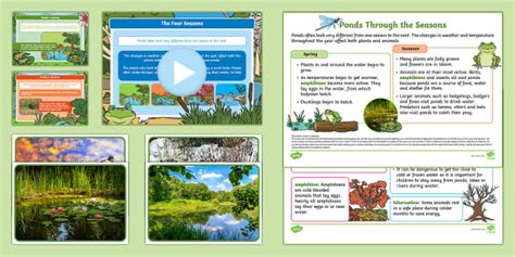 Ponds Through the Seasons PowerPoint, Fact File, Activity and Photo Pack