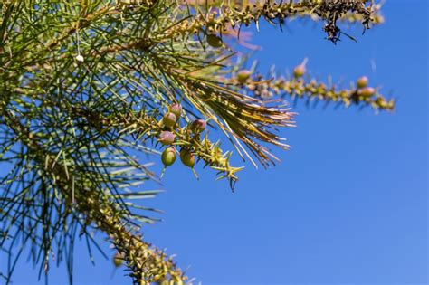Persoonia pinifolia - Pine-leaved Geebung, mambara (Cadigal ...