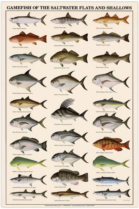 Fish Identification 的图像结果