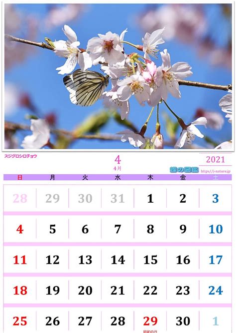 蝶の図鑑 オリジナルカレンダー 2021年4月