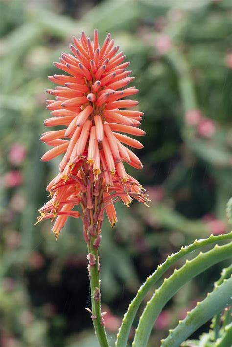 Aloe Flower Safari Rose Aloe | Shop Online – Plants By Mail