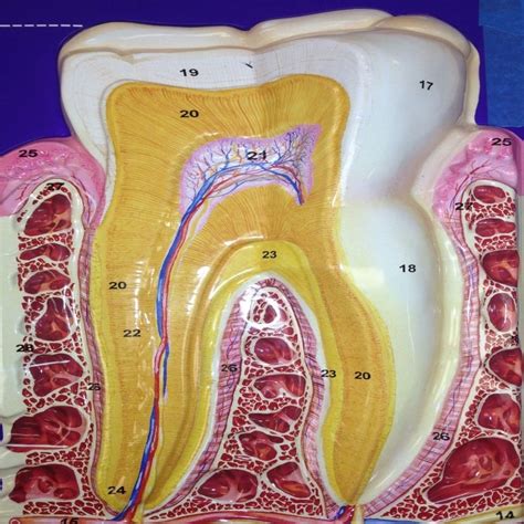 tooth Diagram | Quizlet