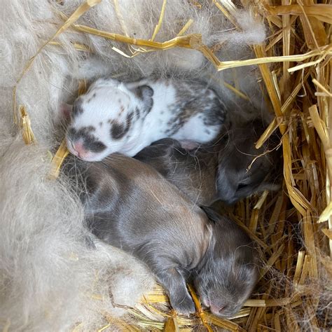 Baby Giant Angora Rabbit