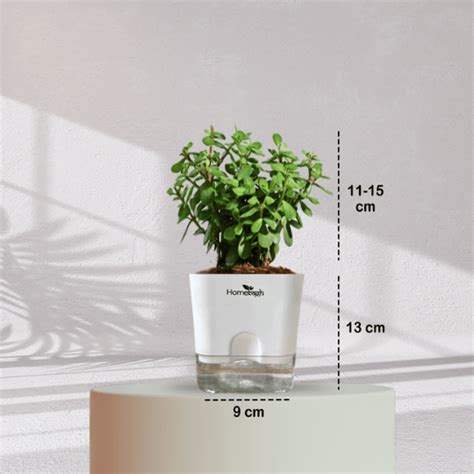 Jade Plant With Self Watering Pot | Homebagh
