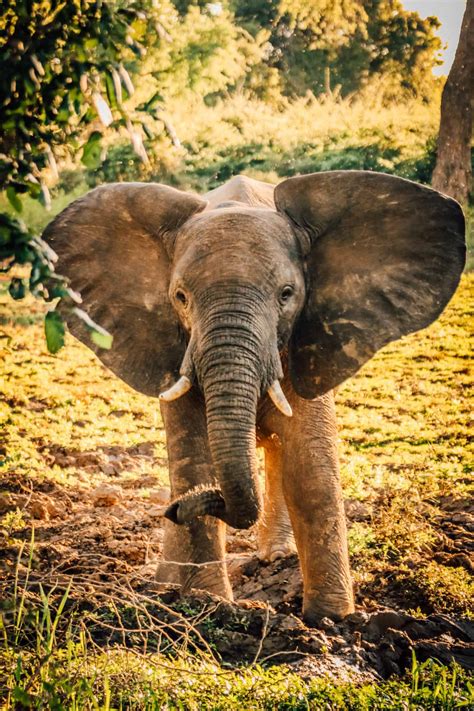 41 Safari Animals And WHERE To Find Them