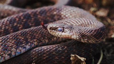 King rat snake, the nontoxic snake that preys on its own venomous kind ...