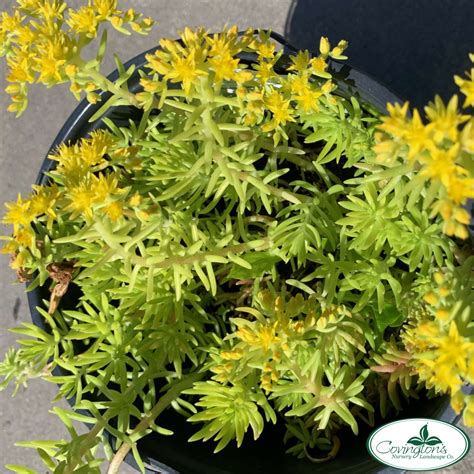 SEDUM lemon ball – Covingtons