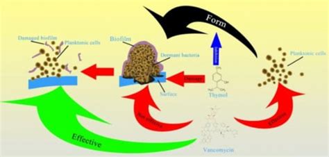 Thymol Inhibits Biofilm Formation, Eliminates Pre-Existing Biofilms ...