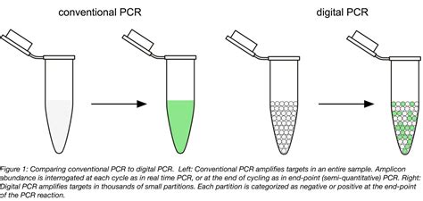 Image result for Digital PCR Tutorial