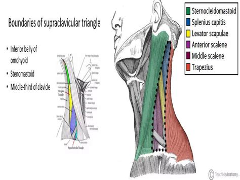 Posterior triangle neck 2018 | PPTX