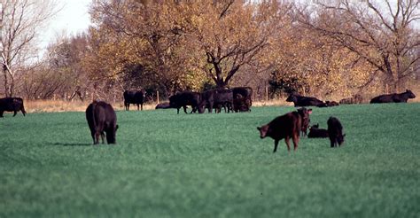 Beef specialists warn of bloat on wheat pasture | Oklahoma State University