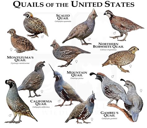 Quail Predators 的图像结果