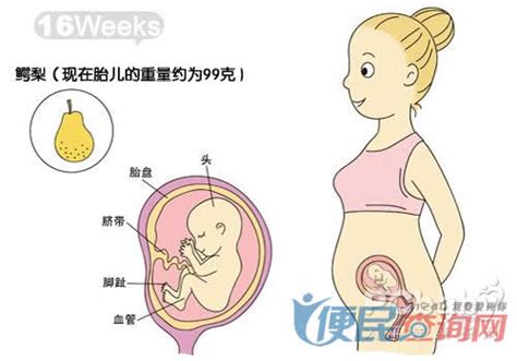 怀孕第16周准妈妈保健需知 - 怀孕第16周天胎儿发育图 - 怀孕第16周要吃什么 - 怀孕第16周注意什么 - 怀孕第16周介绍