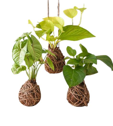 Event gifts — Plan A Plant