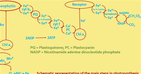 ELEMENTAL CHEMISTRY: PHOTOSYNTHESIS