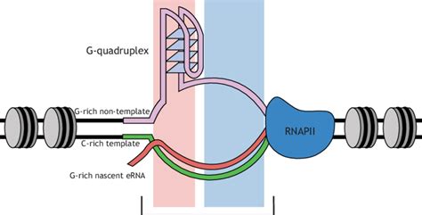 Image result for R-loop