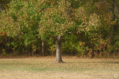 Clinton, MS City Guide | About Living in Clinton - Homes.com