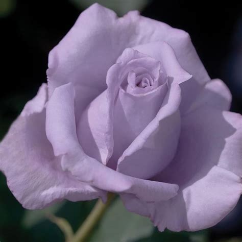 Blue Girl Hybrid Tea Rose | Plant Addicts