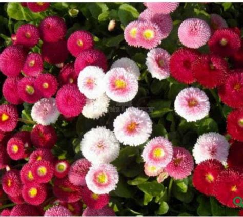 Pioneer Natural Lawn Daisy, Common Daisy, Bellis monstrosa Double Mix ...
