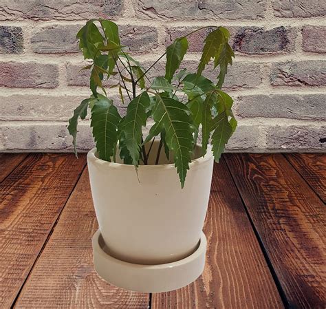 Pure Source India Ceramic Planter with Tray, Natural White, 4 Inch x 4 ...